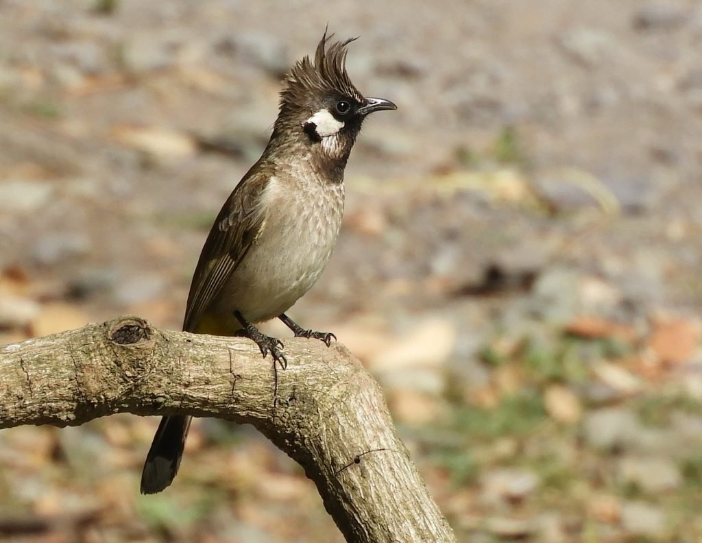 Himalayan Bulbul