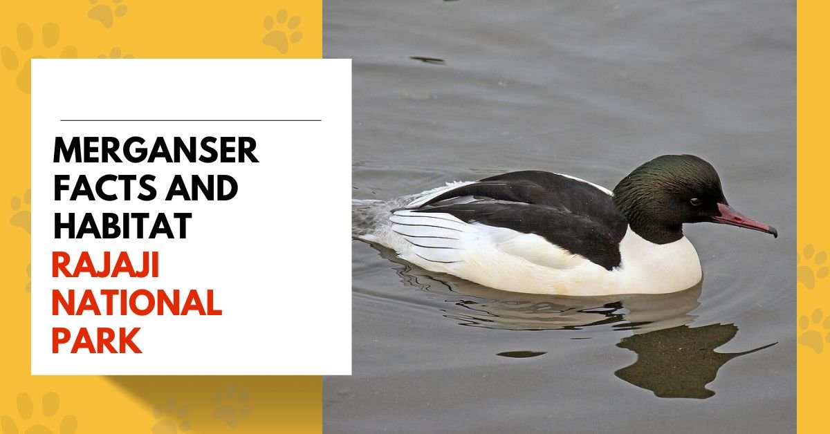 Merganser Facts and Habitat