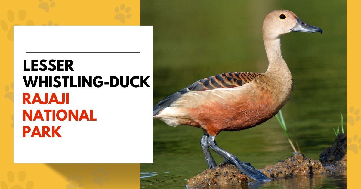 Lesser Whistling-Duck