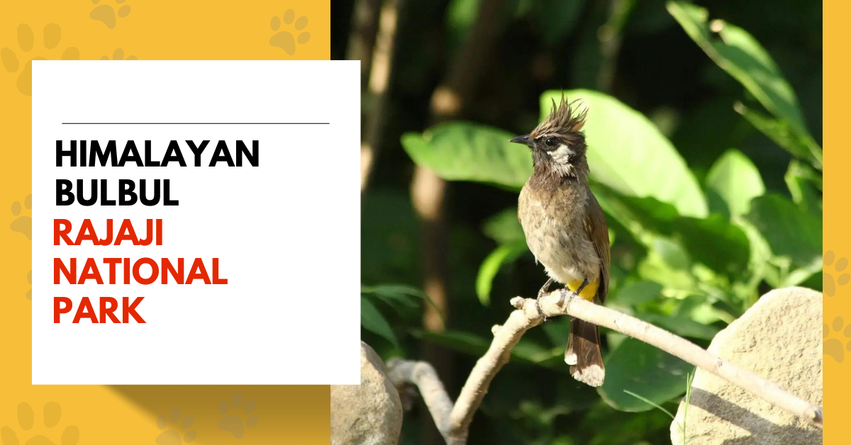 Bulbul in Rajaji National Park