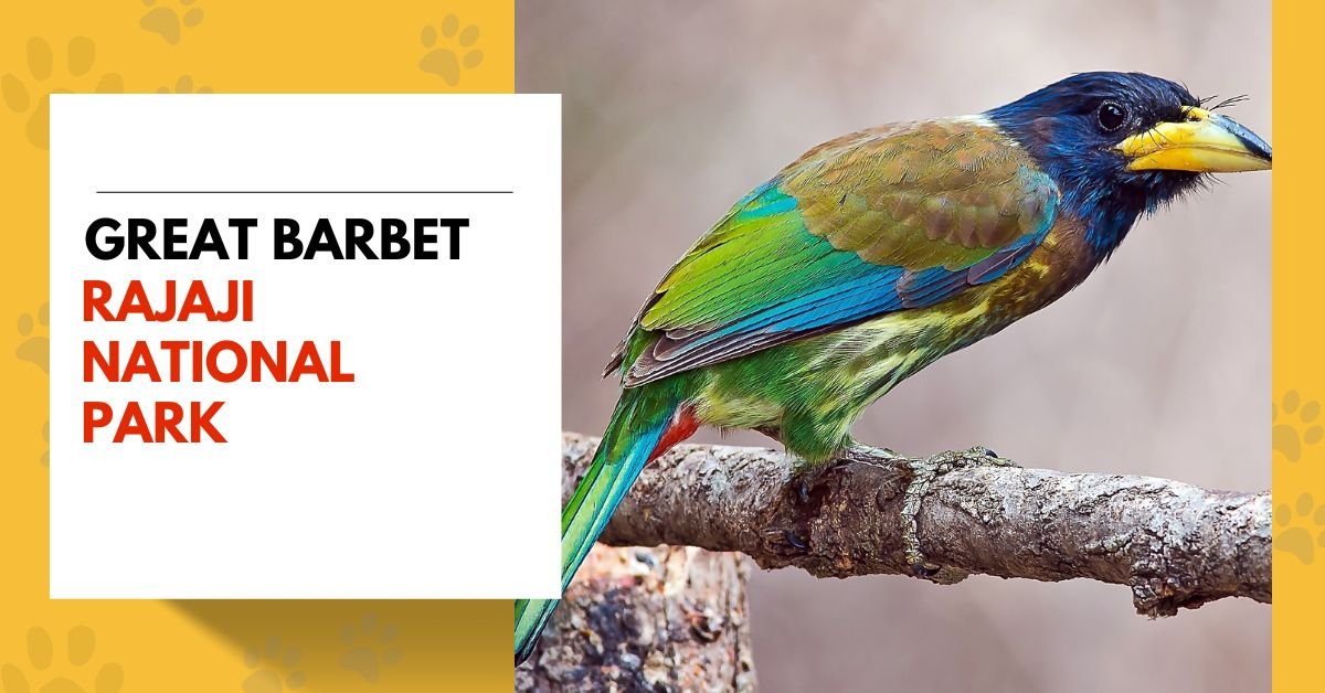 Great Barbet