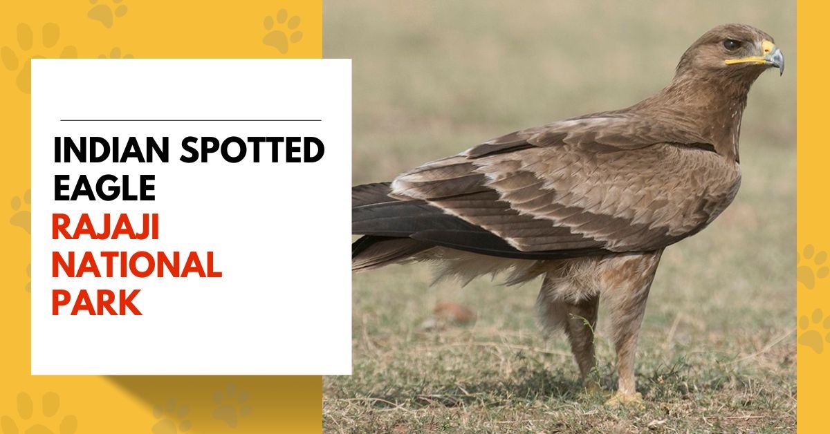 Indian Spotted Eagle