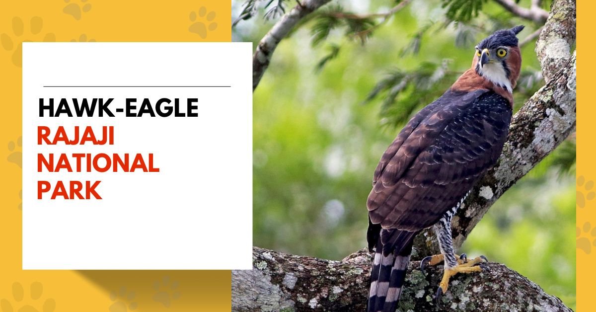 Hawk-Eagle