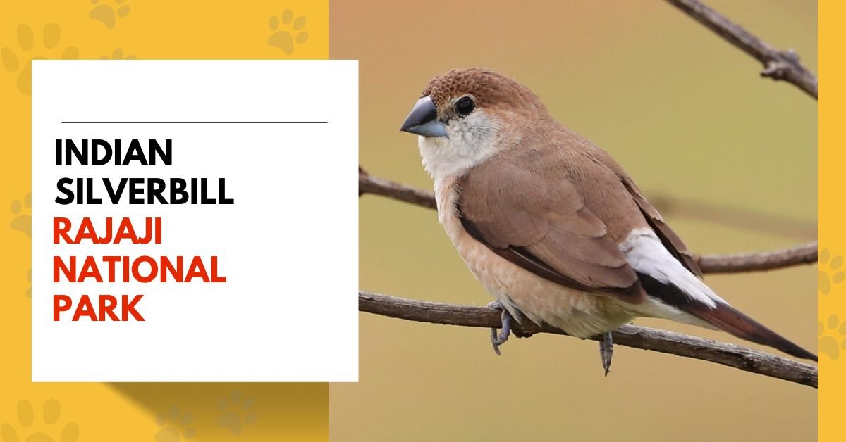 Indian Silverbill