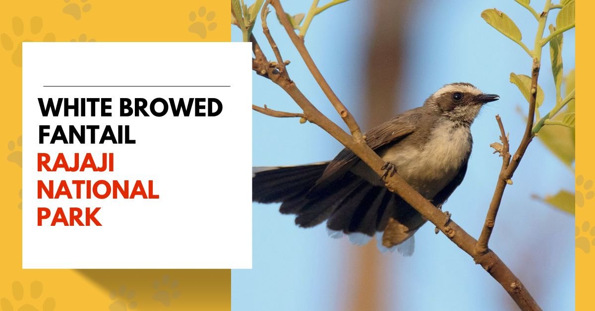 White Browed Fantail