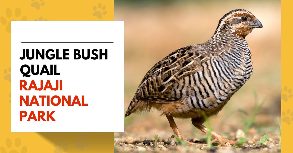Jungle Bush Quail: Habitat and Behavior Guide