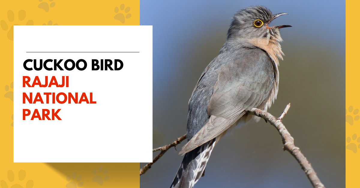 Cuckoo Bird