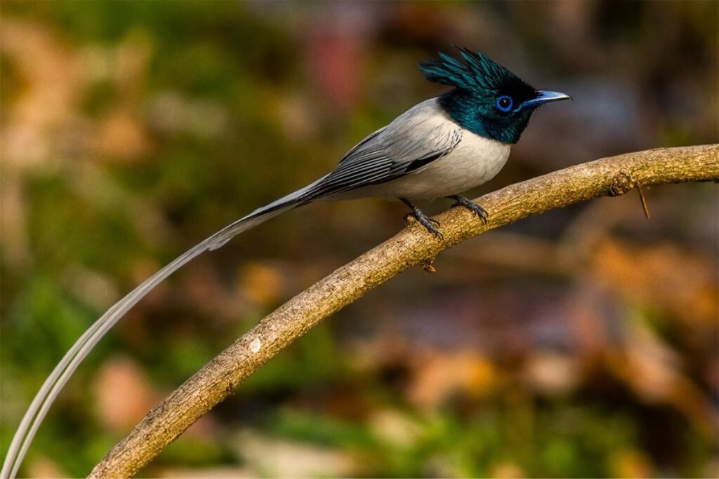 Asian paradise flycatcher in Rajaji