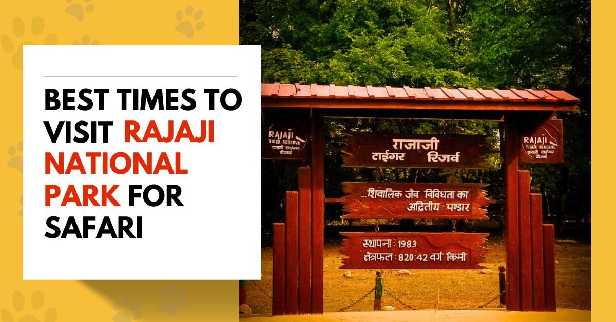 Best Times to Visit Rajaji National Park for Safari