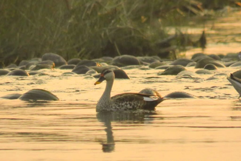 Birds in Jhilmil Jheel