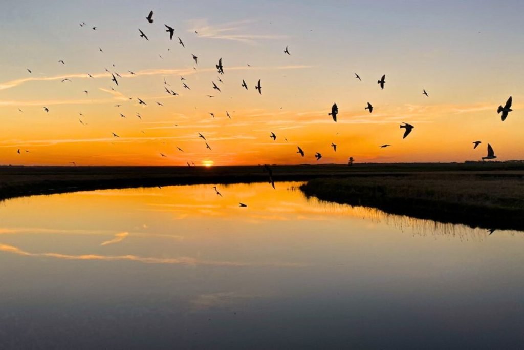 Birds in Jhilmil Jheel Conservation Reserve