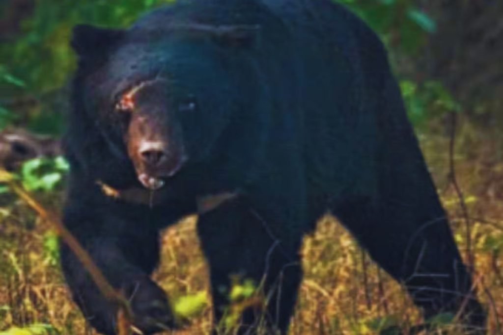 Himalayan Black Bear in Rajaji