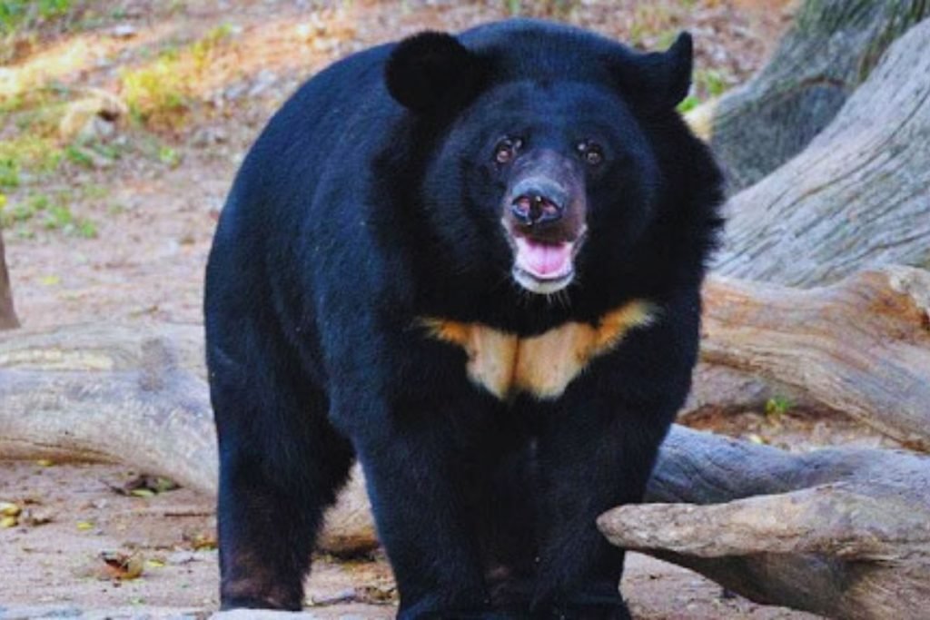 Himalayan Black Bear 