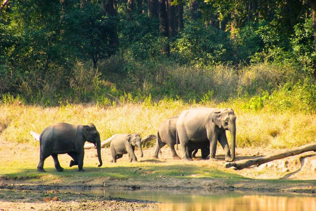 Chilla Range in Rajaji National Park