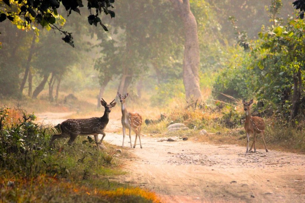 Conservation Efforts and Future Outlook of Rajaji National Park