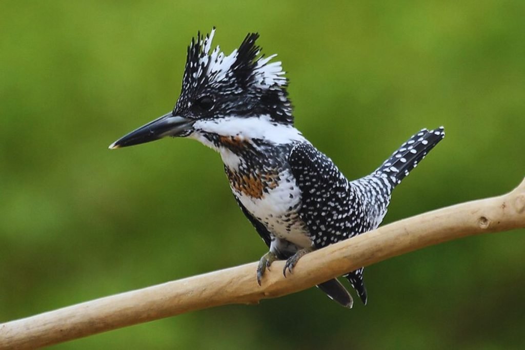 Crested Kingfisher