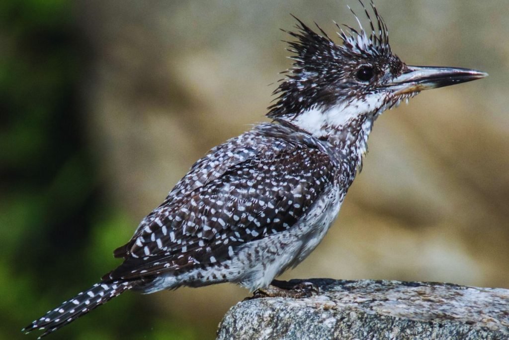 Crested Kingfisher