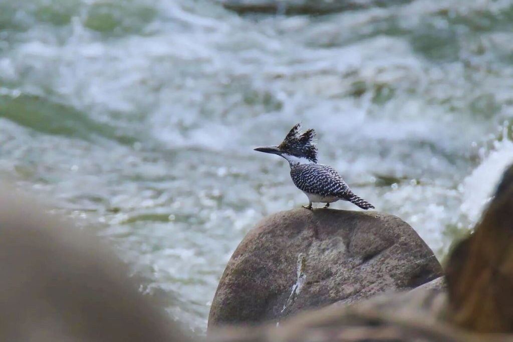 Crested Kingfisher