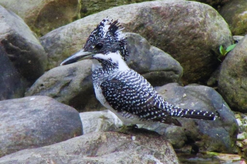 Crested Kingfisher