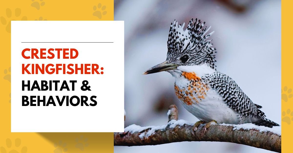 Crested Kingfisher: Habitat & Behaviors