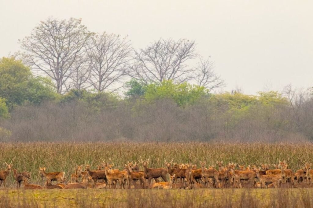 Deer herd near Jhilmil Jheel