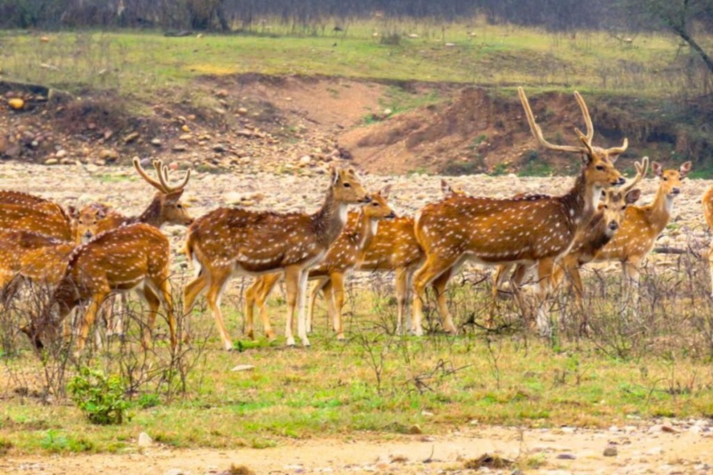 Deer species in Rajaji national park
