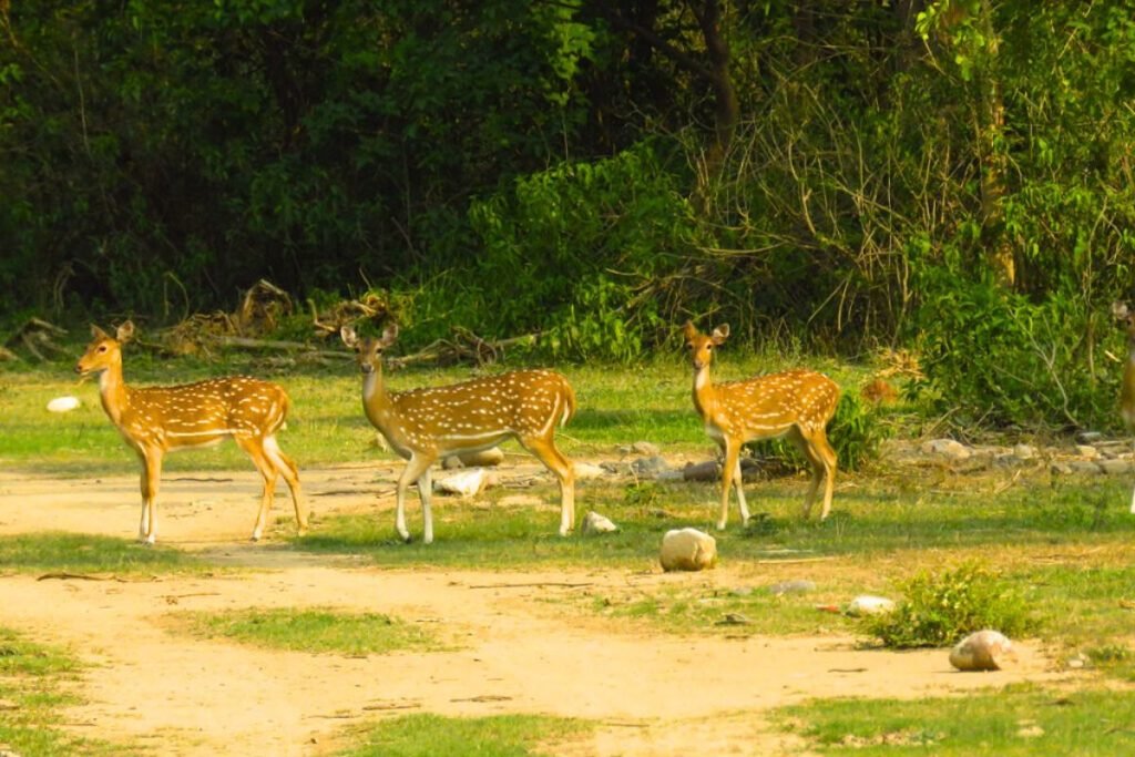 Deers in Jhilmil Jheel Conservation Reserve