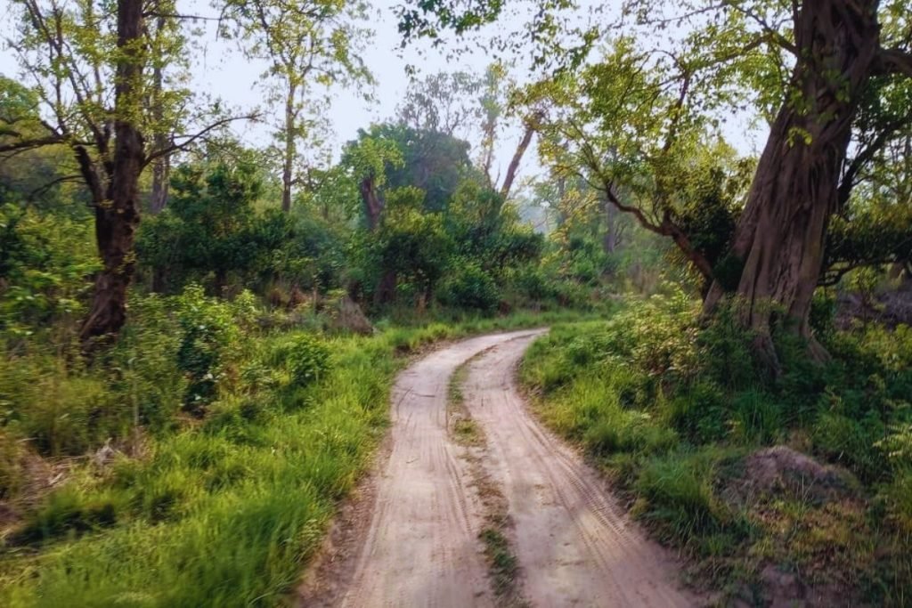 Habitat of Porcupines 