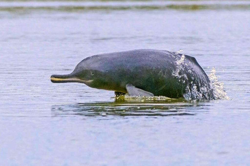 Ganges River Dolphin