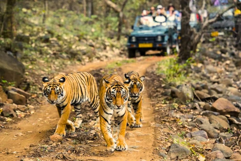 Don'ts in Rajaji National Park