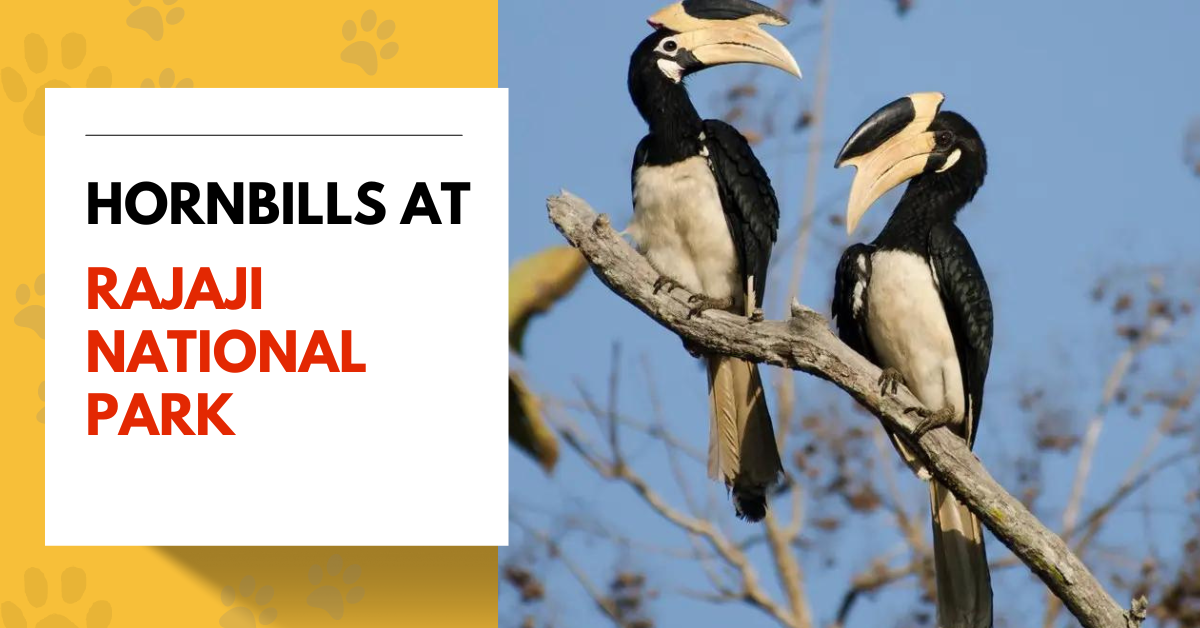 Hornbills at Rajaji National Park
