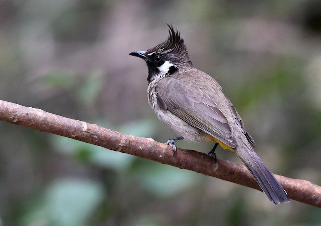 Himalayan Bulbul