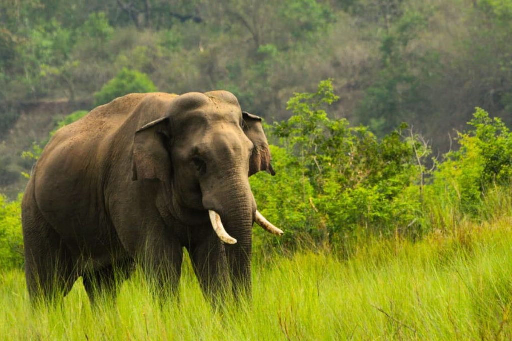 Elephant in Rajaji National Park Grassland
