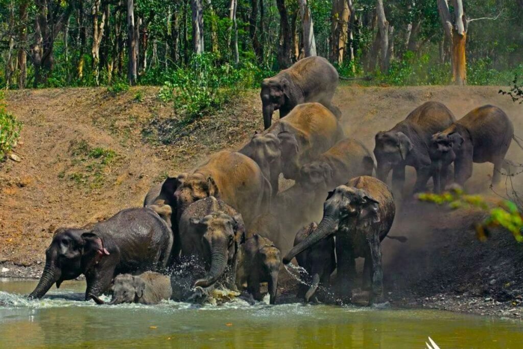 Elephants in Rajaji