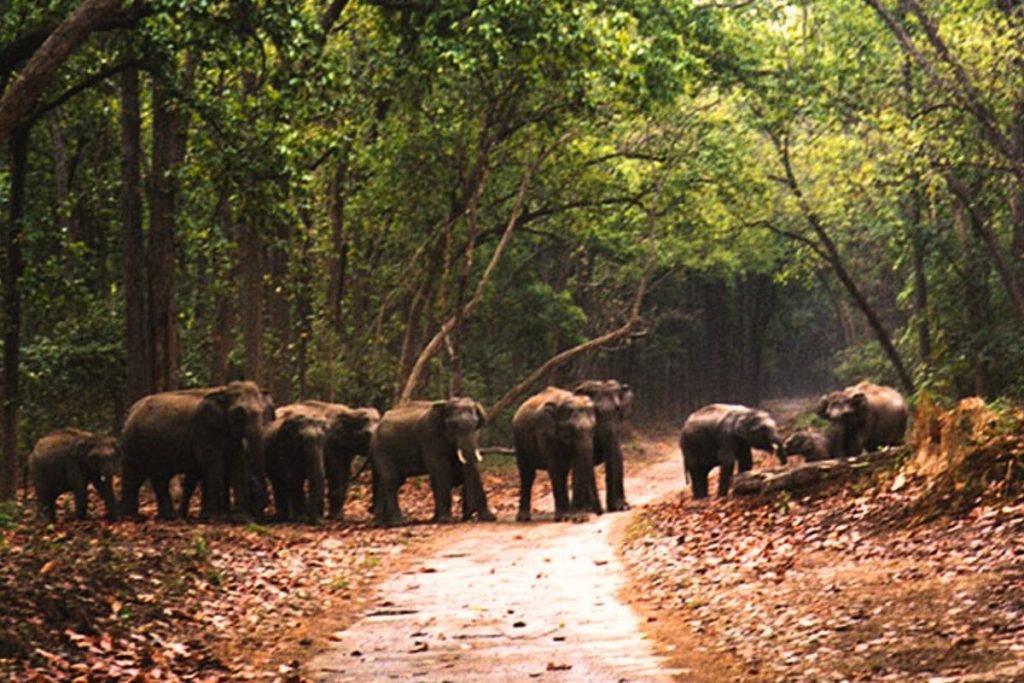 Elephants in Rajaji National Park Forest