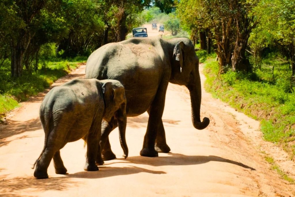 Two Elephant crossing a trail in the Park