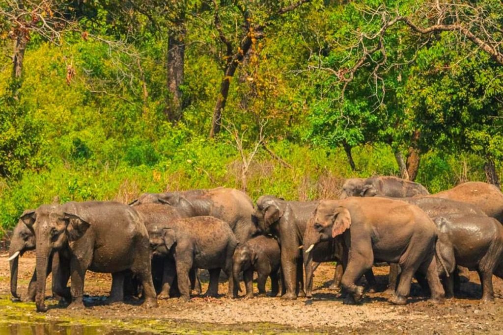 Elephants in Rajaji National Park