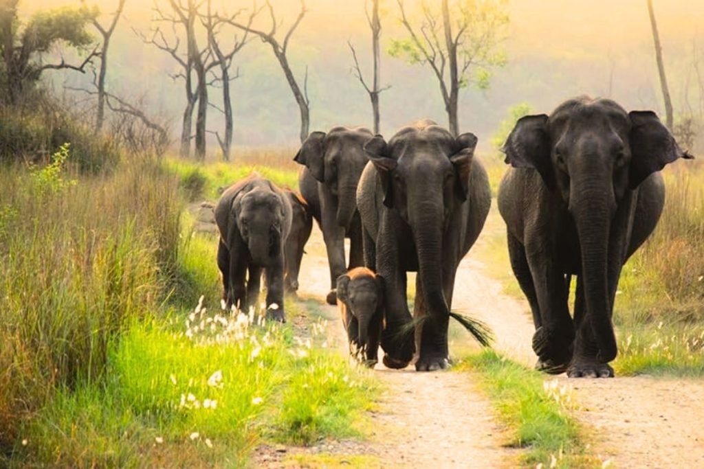 Elephants in Rajaji National Park