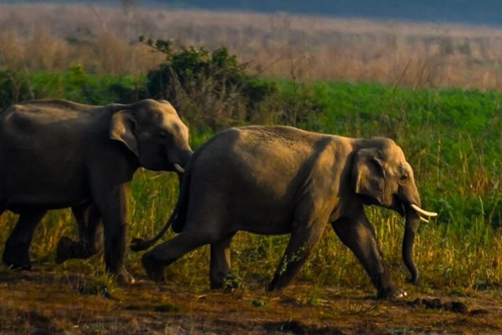 Elephants in Jhilmil Jheel Conservation Reserve