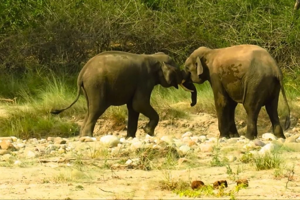 Elephants in Rajaji National Park