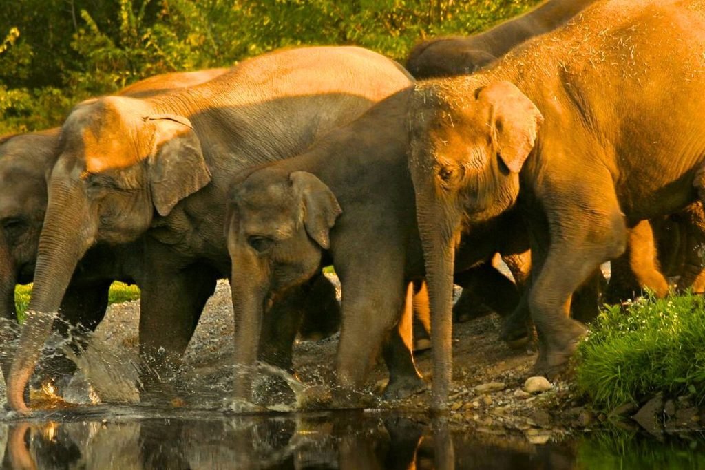 Elephants in Rajaji National Park near river