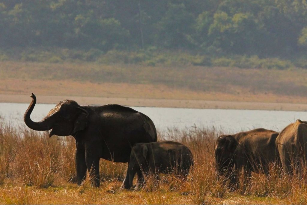 Elephants in Rajaji National Park