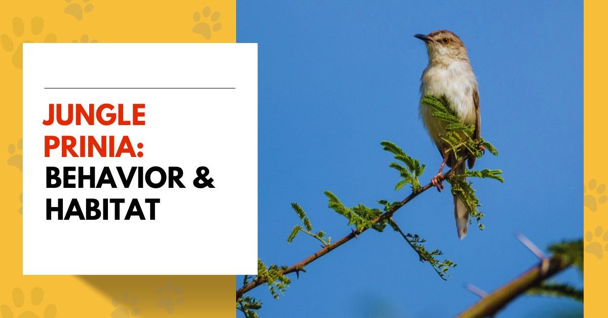 Explore the Jungle Prinia: Behavior & Habitat