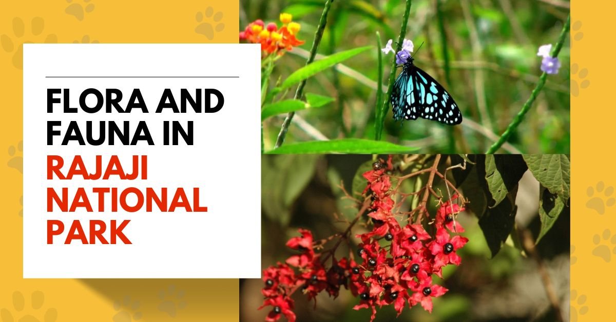Flora and Fauna in Rajaji National Park