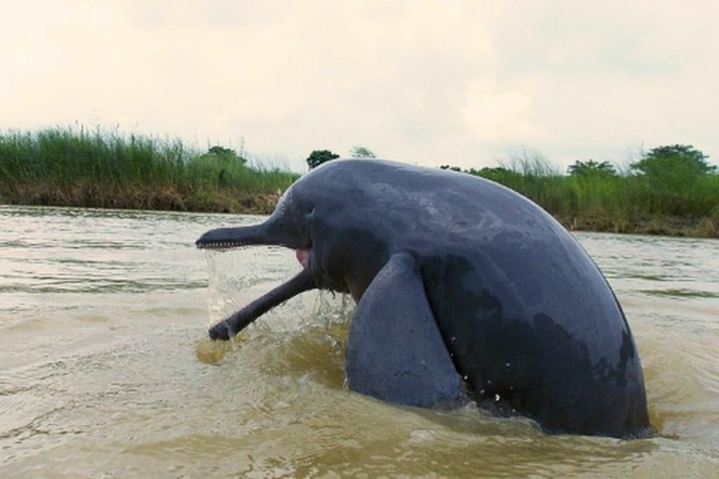 Dolphin in Ganges River 
