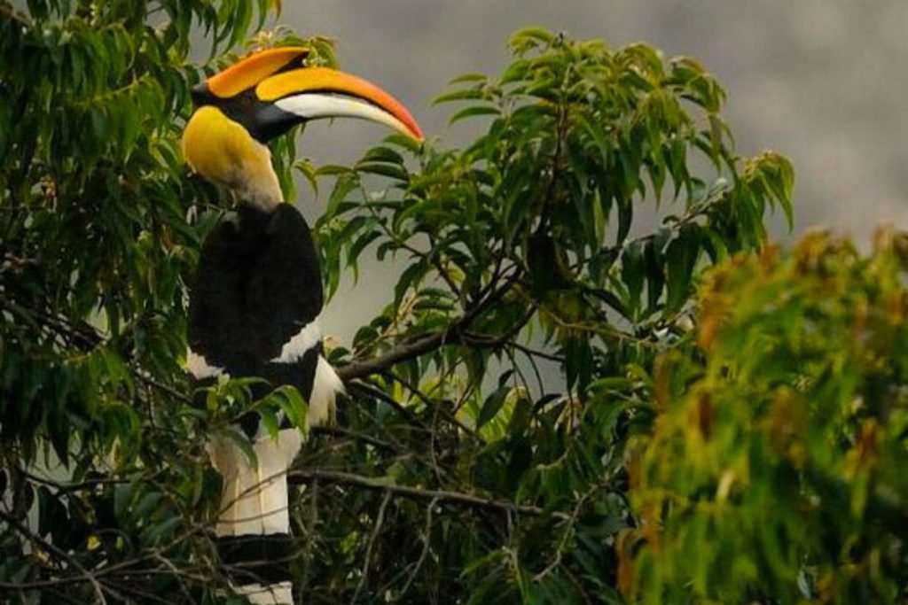 Great hornbill in Rajaji national park
