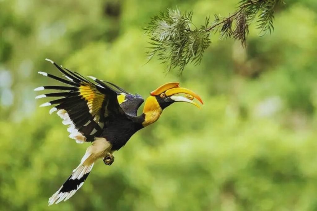 Great Indian Hornbill in Rajaji national park