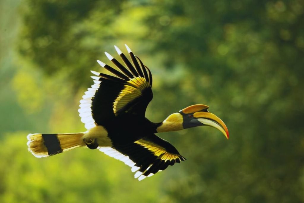 Great Indian Hornbill in Rajaji