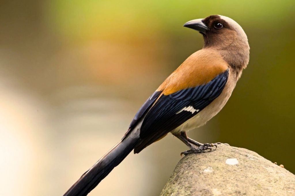 Grey Treepie Bird