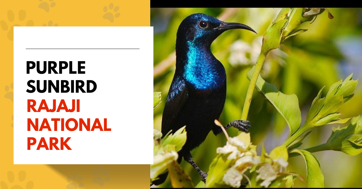 Purple Sunbird